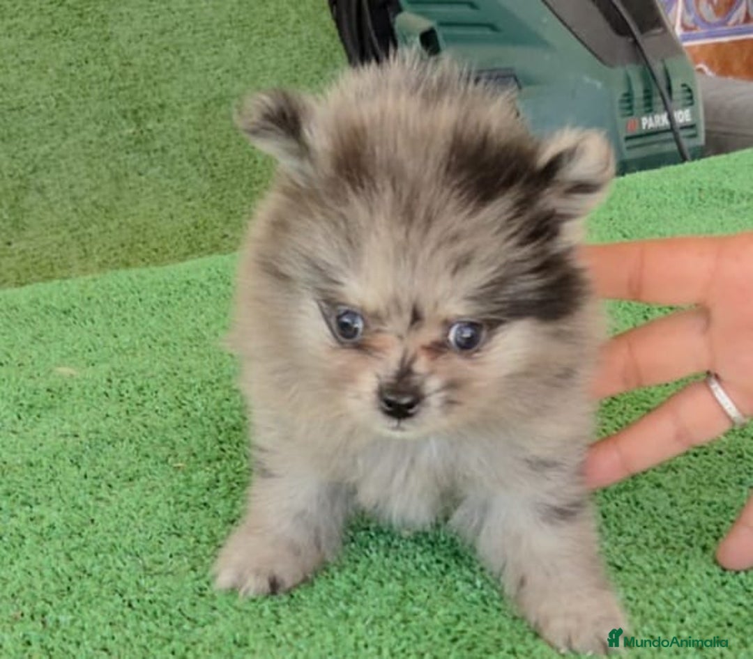 Pomerania perros en venta: Pomerania toys  - Imagen 2