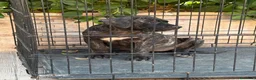 Presa Canario perros en venta: Cachorra de presa canario  - Anuncio 5