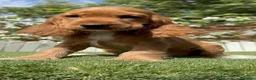Cocker Spaniel Inglés perros en venta: COCKER SPANIEL INGLES-LISTA PARA ENTREGAR - Anuncio 5