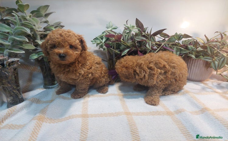 Caniche Toy perros - Anuncio 13