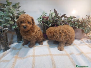 Caniche Toy perros - Anuncio 19