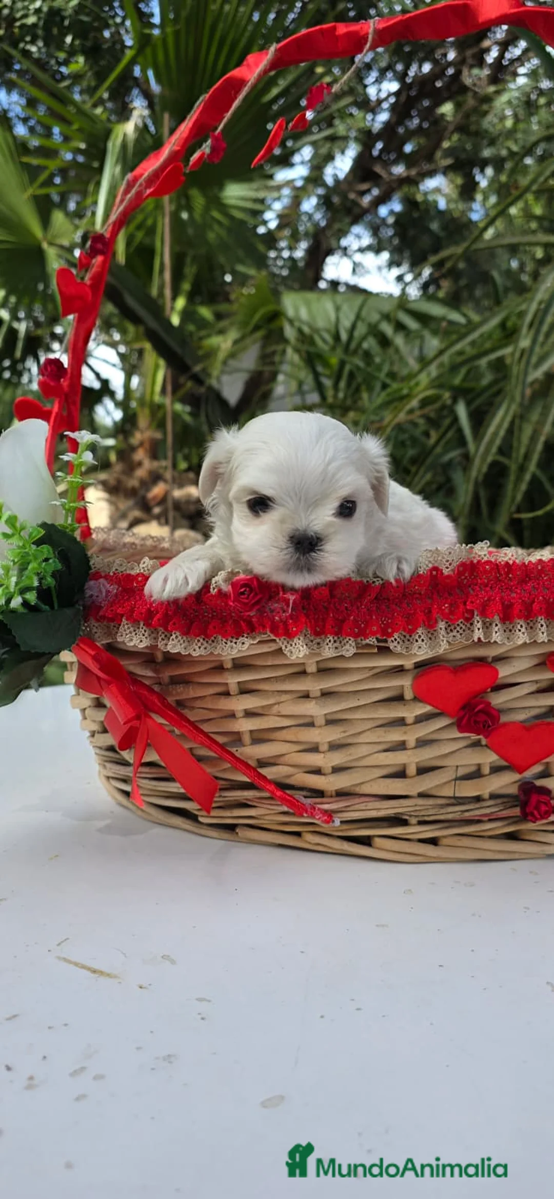 Bichón Maltés perros en venta: Bichon Maltés linea coreana - Anuncio 1