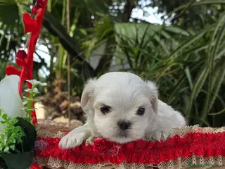 Bichón Maltés perros Bichon Maltés linea coreana - Anuncio 1