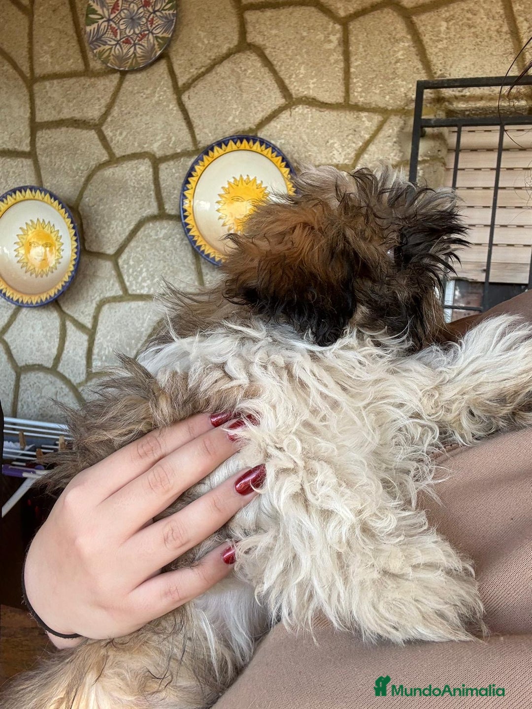 Shih Tzu perros en venta: Machitos de shihtzu  - Anuncio 4