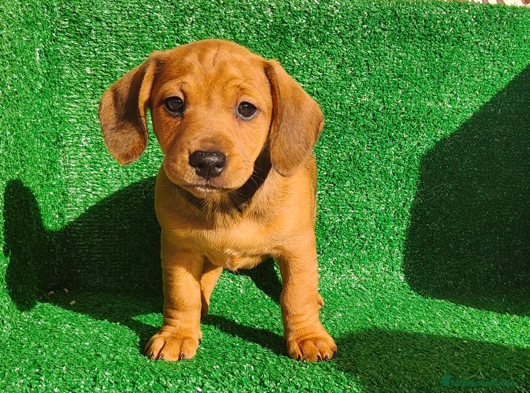 Teckel Miniatura perros en venta: Teckel miniatura  - Anuncio 6