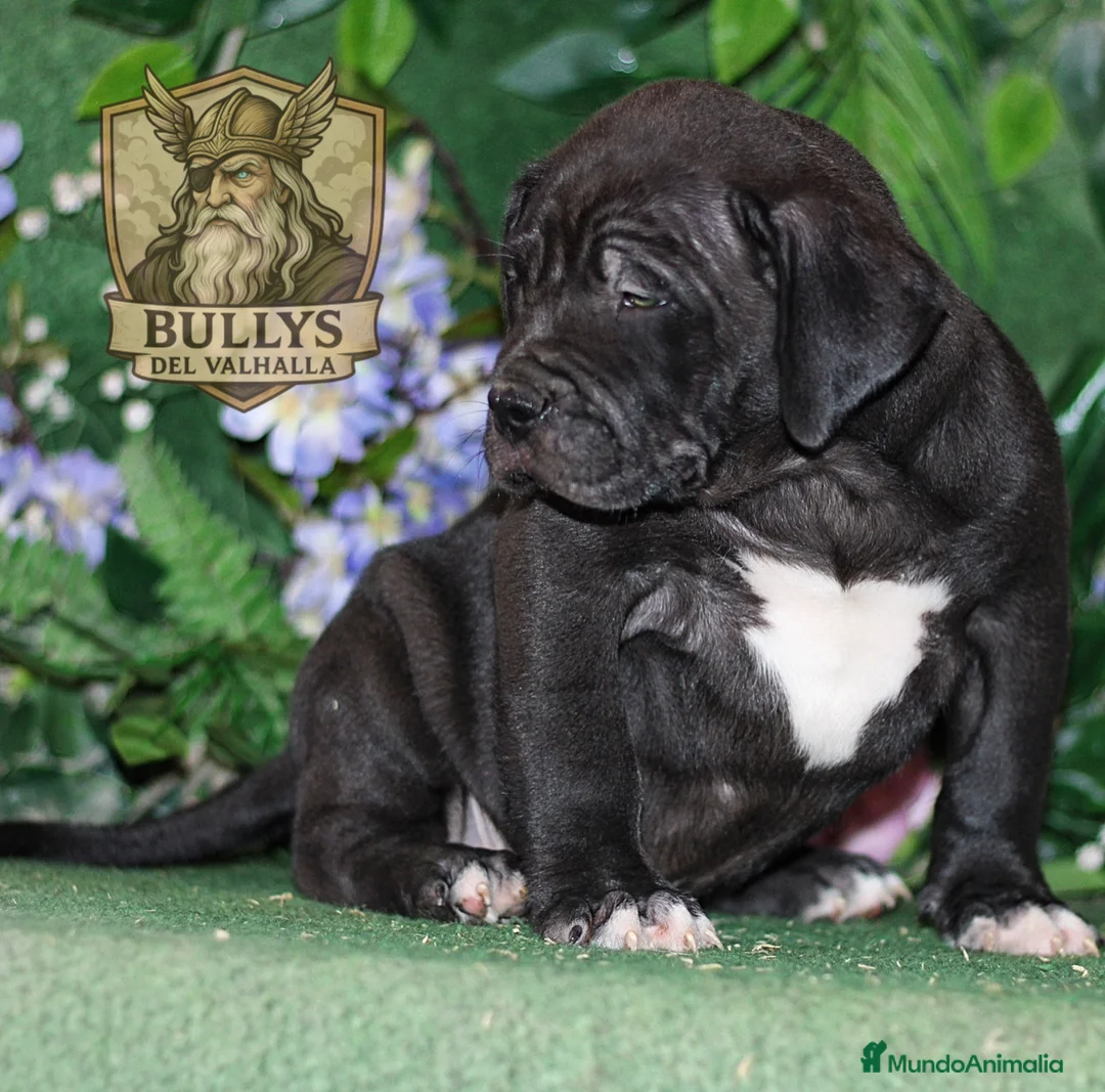 American Bully perros en venta: AMERICAN BULLY XL CACHORROS , CRIA PROFESIONAL  - Anuncio 2