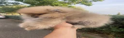 Pomerania perros en venta: Lulu de Pomerania  - Anuncio 3