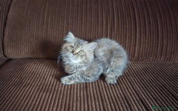 Persa gatos en venta: Gatcot.com - Imagen 3
