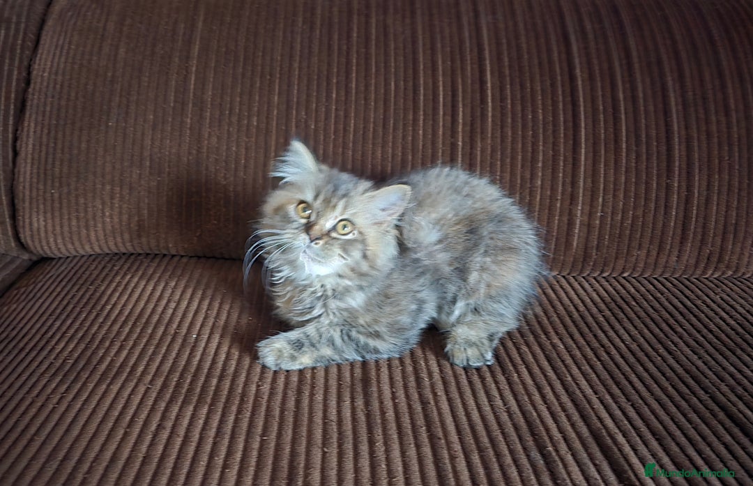 Persa gatos en venta: Gatcot.com - Imagen 3