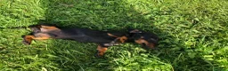 Teckel Miniatura perros en venta: Teckel miniatura negro fuego  - Anuncio 4