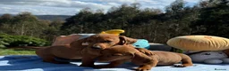 Teckel Miniatura perros en venta: Teckel.  - Anuncio 3