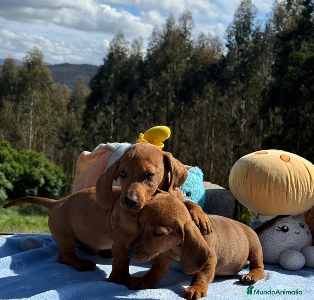 Teckel Miniatura perros en venta: Teckel.  - Anuncio 3