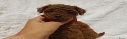 Caniche Toy perros en venta: Caniche toy descendencia asiatica - Anuncio 2