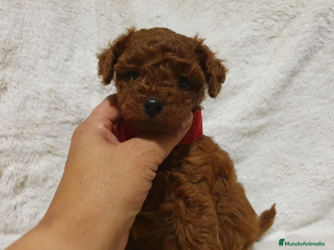 Caniche Toy perros en venta: Caniche toy descendencia asiatica - Anuncio 2