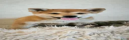 Shiba Inu perros en venta: Shiba inu - Anuncio 3