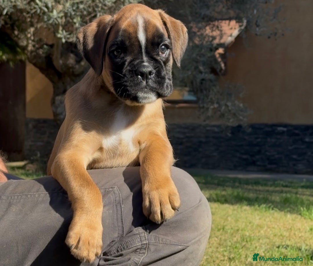 Boxer perros en venta: Magníficas cachorras BOXER, excelente genealogía - Imagen 6