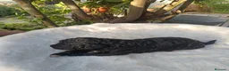 Perro de Agua Español perros en venta: Perro de agua  - Anuncio 5