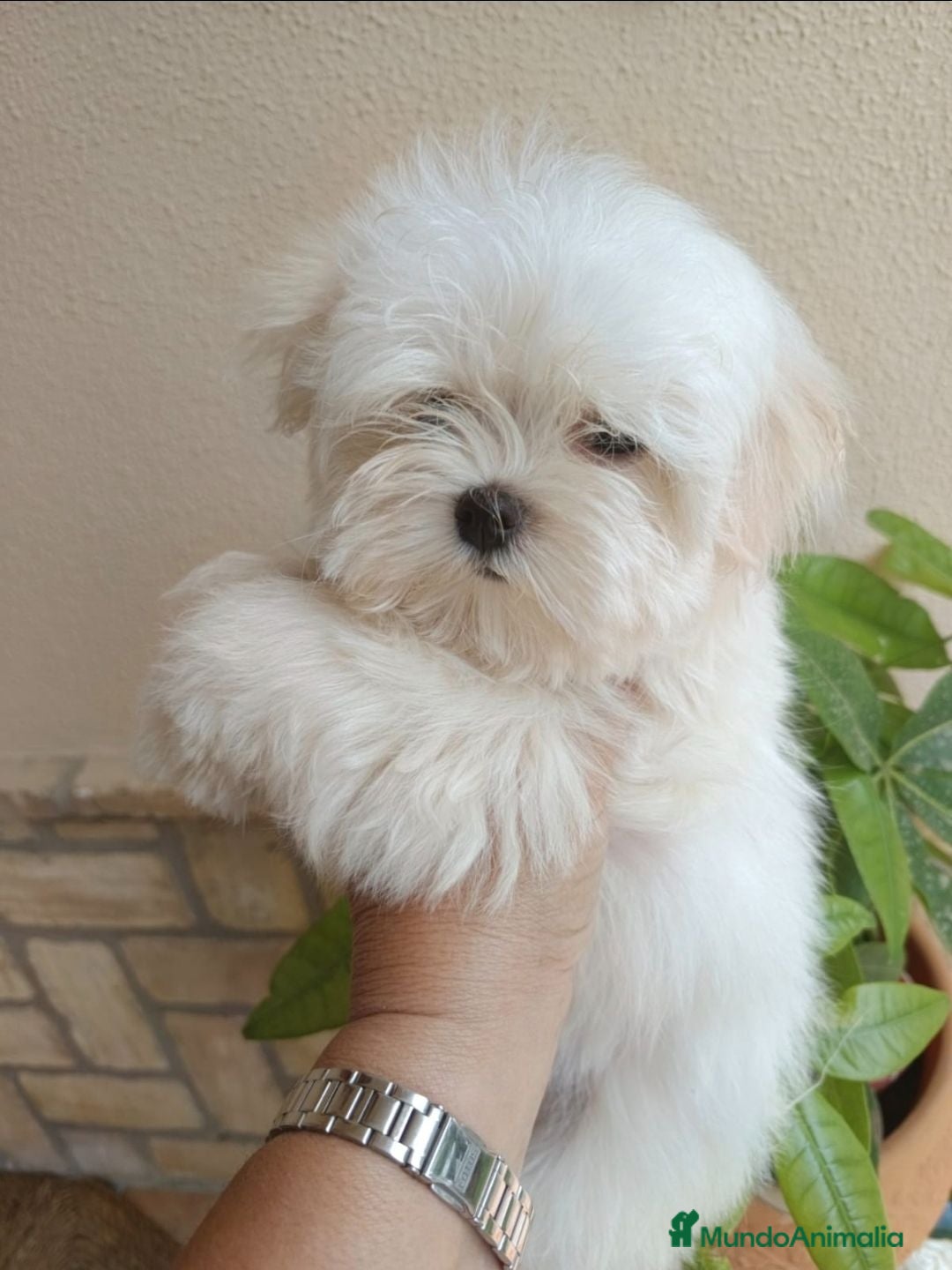 Bichón Maltés perros Bichon maltés de maxima calidad - Anuncio 1