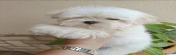 Bichón Maltés perros en venta: Bichon maltés de maxima calidad - Anuncio 1