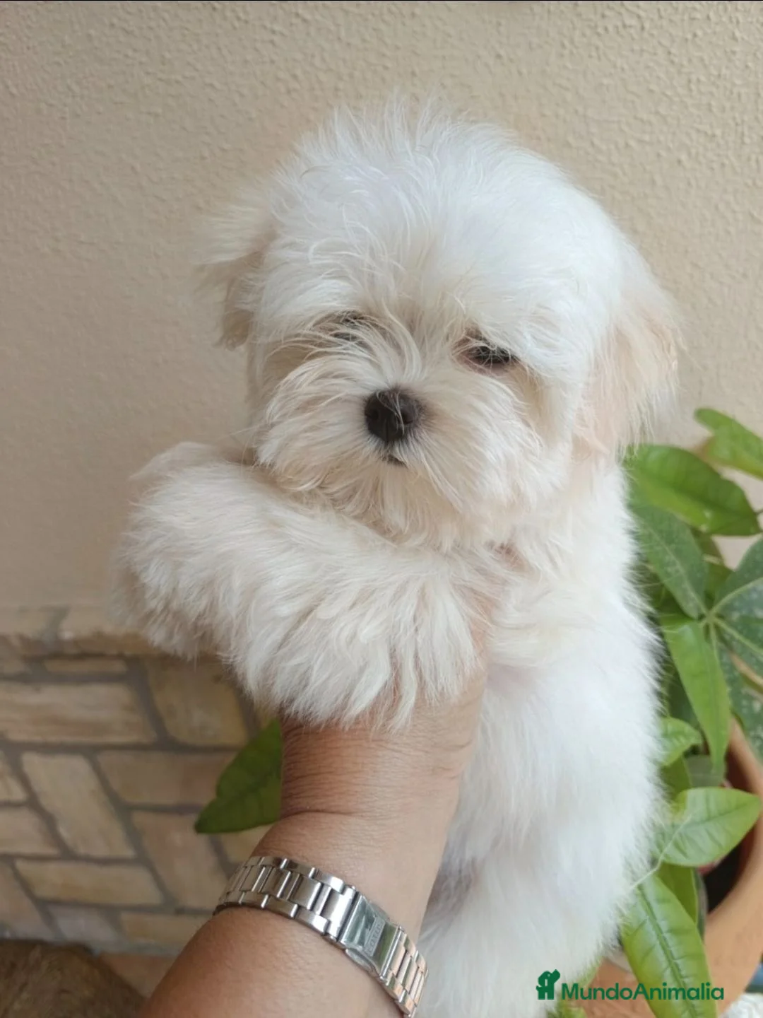 Bichón Maltés perros en venta: Bichon maltés de maxima calidad - Anuncio 1