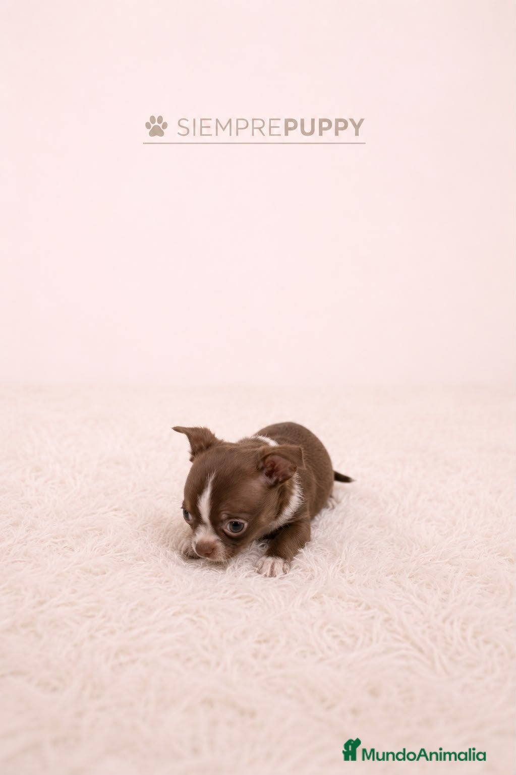 Chihuahua perros CHIHUAHUA TOY CHOCOLATE - Anuncio 4