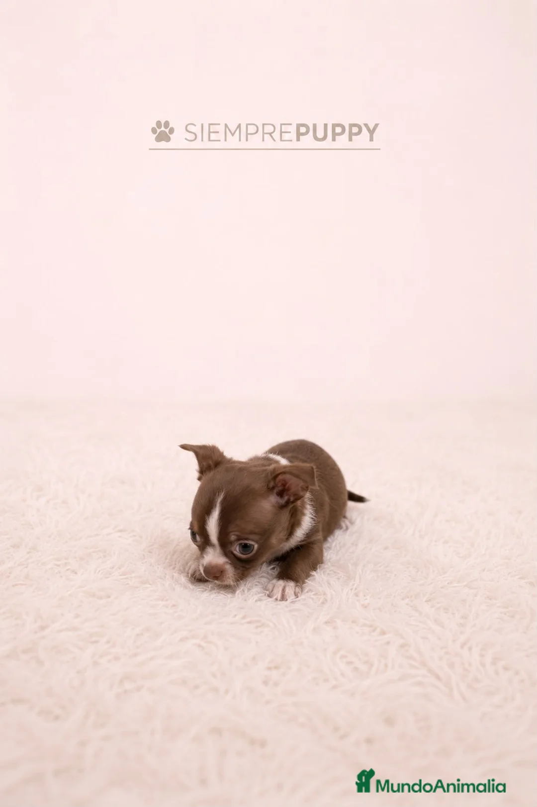 Chihuahua perros en venta: CHIHUAHUA TOY CHOCOLATE - Anuncio 1