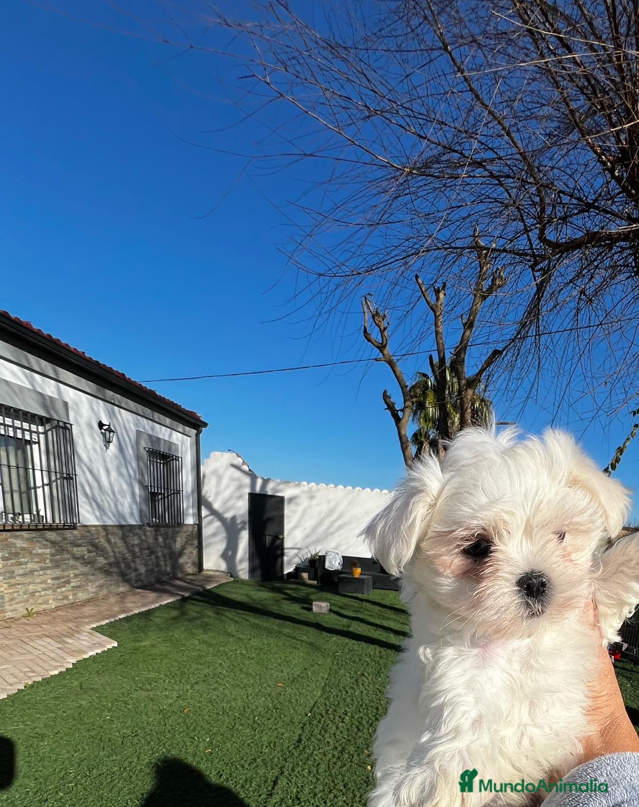 Bichón Maltés perros Bichon maltes  - Anuncio 2