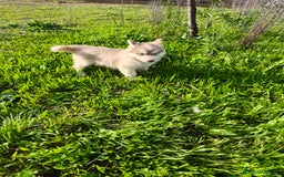 Husky Siberiano perros en venta: Husky SIBERIANO de calidad  - Imagen 4