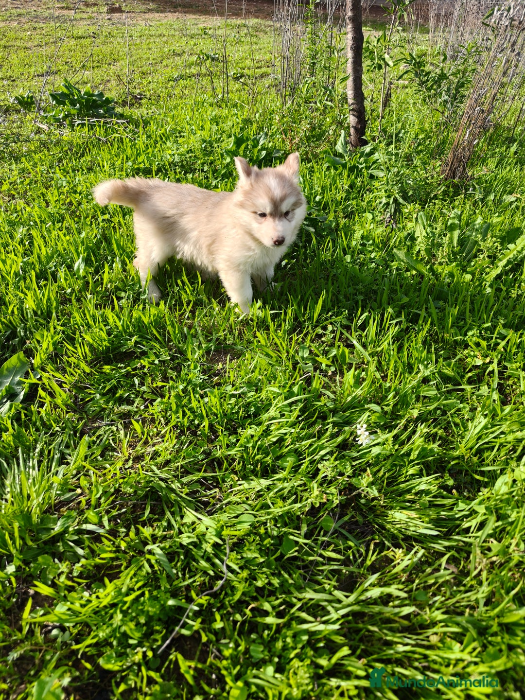 Husky Siberiano perros en venta: Husky SIBERIANO de calidad  - Imagen 4