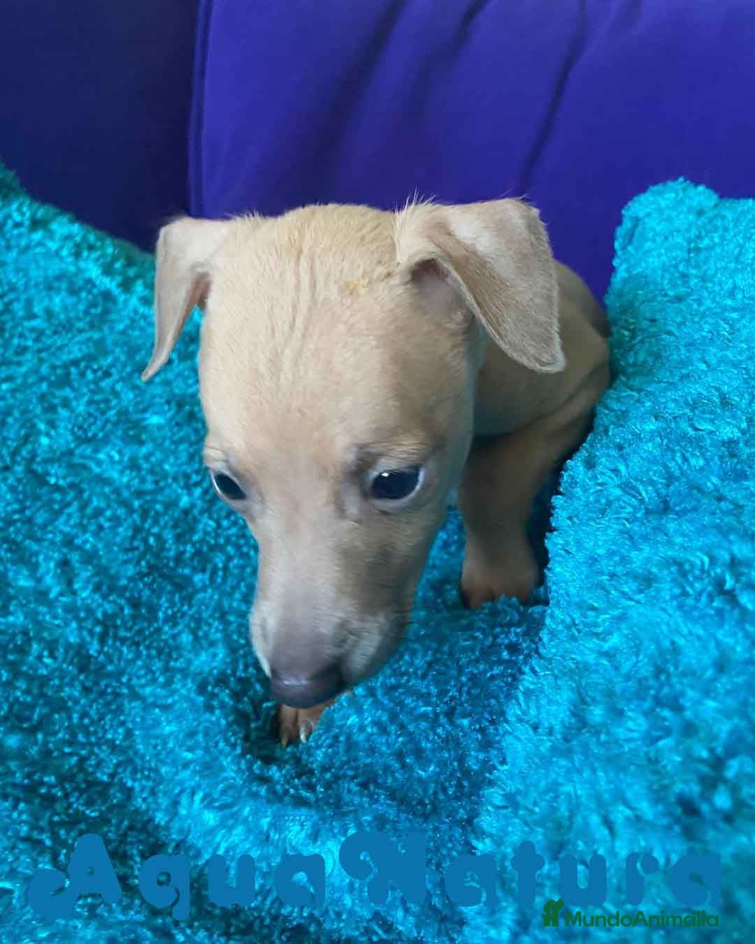 Pequeño Lebrel Italiano perros en venta: Lebrel Italiano Macho 2003 AQUANATURA - Anuncio 7