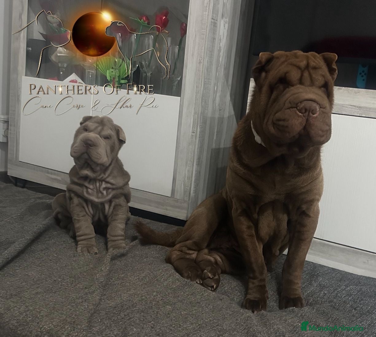 Shar Pei perros Cachorros shar pei Cataluña  - Anuncio 1