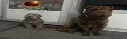 Shar Pei perros en venta: Cachorros shar pei Cataluña  - Anuncio 1