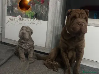 Shar Pei perros Cachorros shar pei Cataluña - Anuncio 1