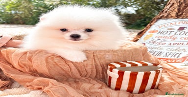 Pomerania perros - Anuncio 3