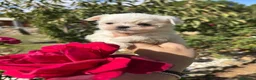 Bichón Maltés perros en venta: Bichon Maltés líneas coreanas toy - Anuncio 7