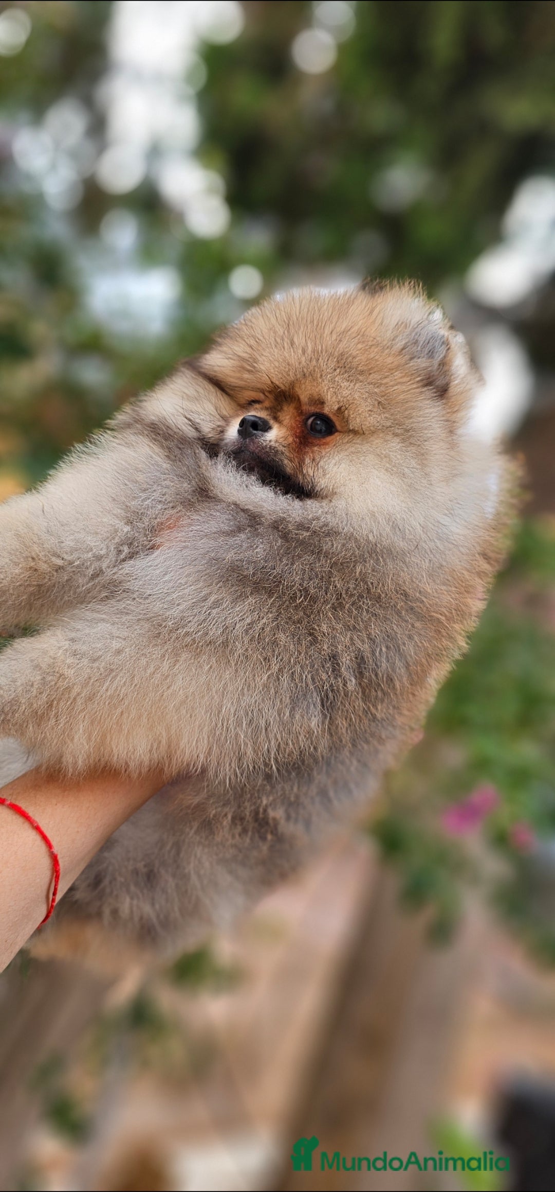Pomerania perros ESPECTACULAR POMERANIA MACHO - Anuncio 32