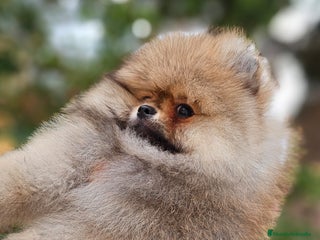 Pomerania perros - Anuncio 26
