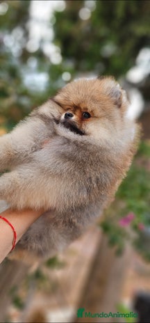 Pomerania perros ESPECTACULAR POMERANIA MACHO - Anuncio 2