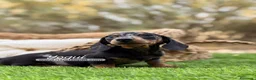Teckel Miniatura perros en venta: TECKEL MACHO - Anuncio 3
