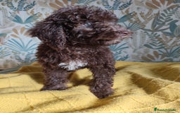 Perro de Agua Español perros en venta: Macho chocolate 🤎 - Imagen 5