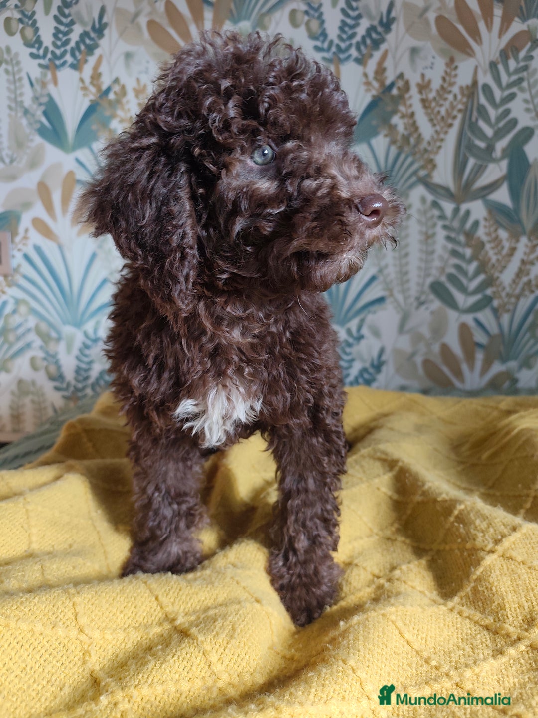 Perro de Agua Español perros en venta: Macho chocolate 🤎 - Imagen 5