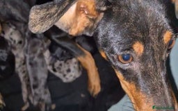 Pinscher Miniatura perros en venta: Pinscher miniatura merle - Imagen 4