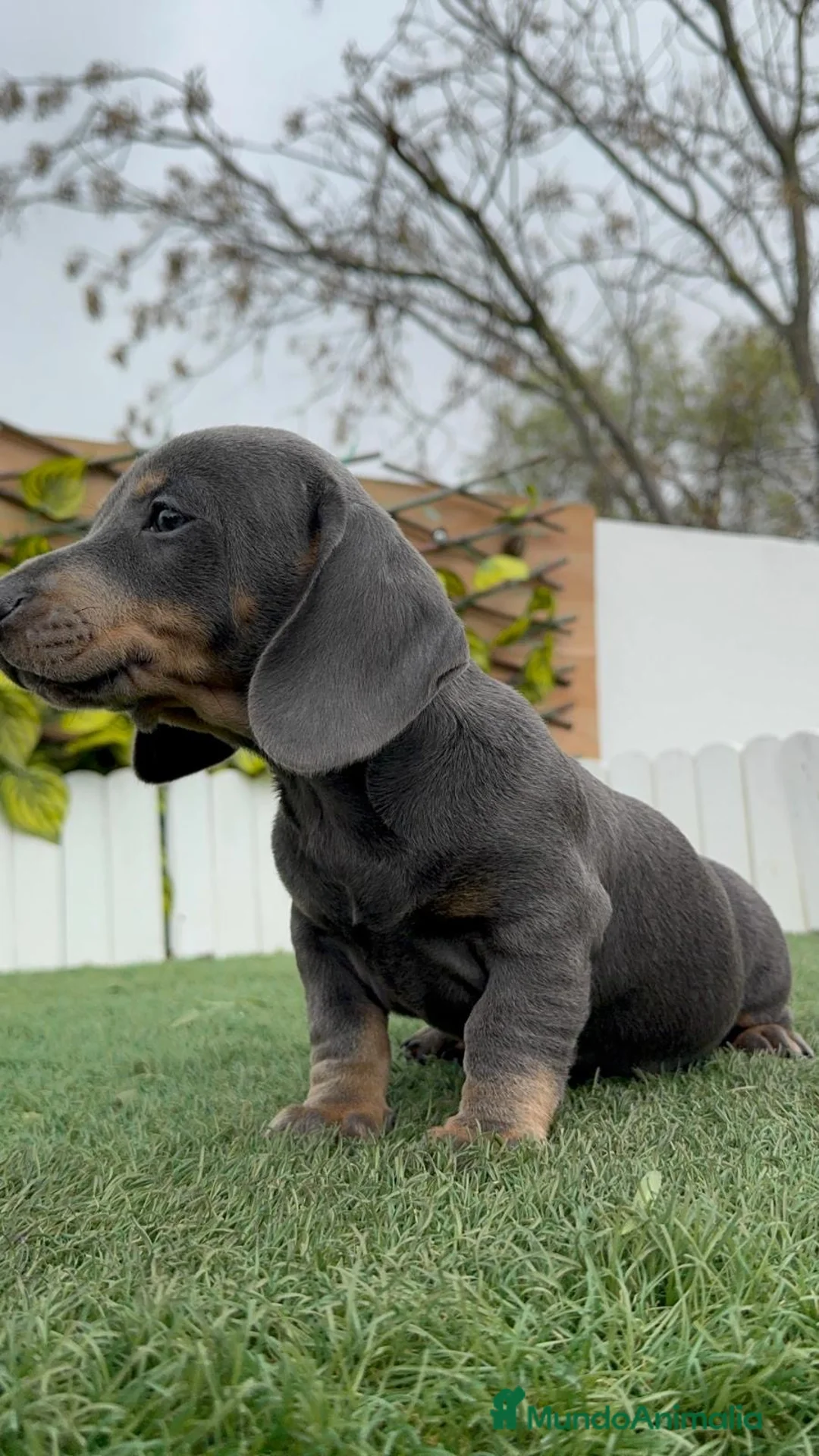 Teckel Miniatura perros en venta: TECKEL MINIATURA BLUE - Anuncio 10