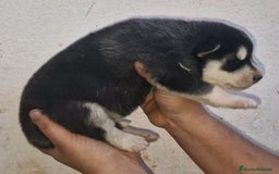 Husky Siberiano perros en venta: cachorros de husky siberiano - Imagen 17