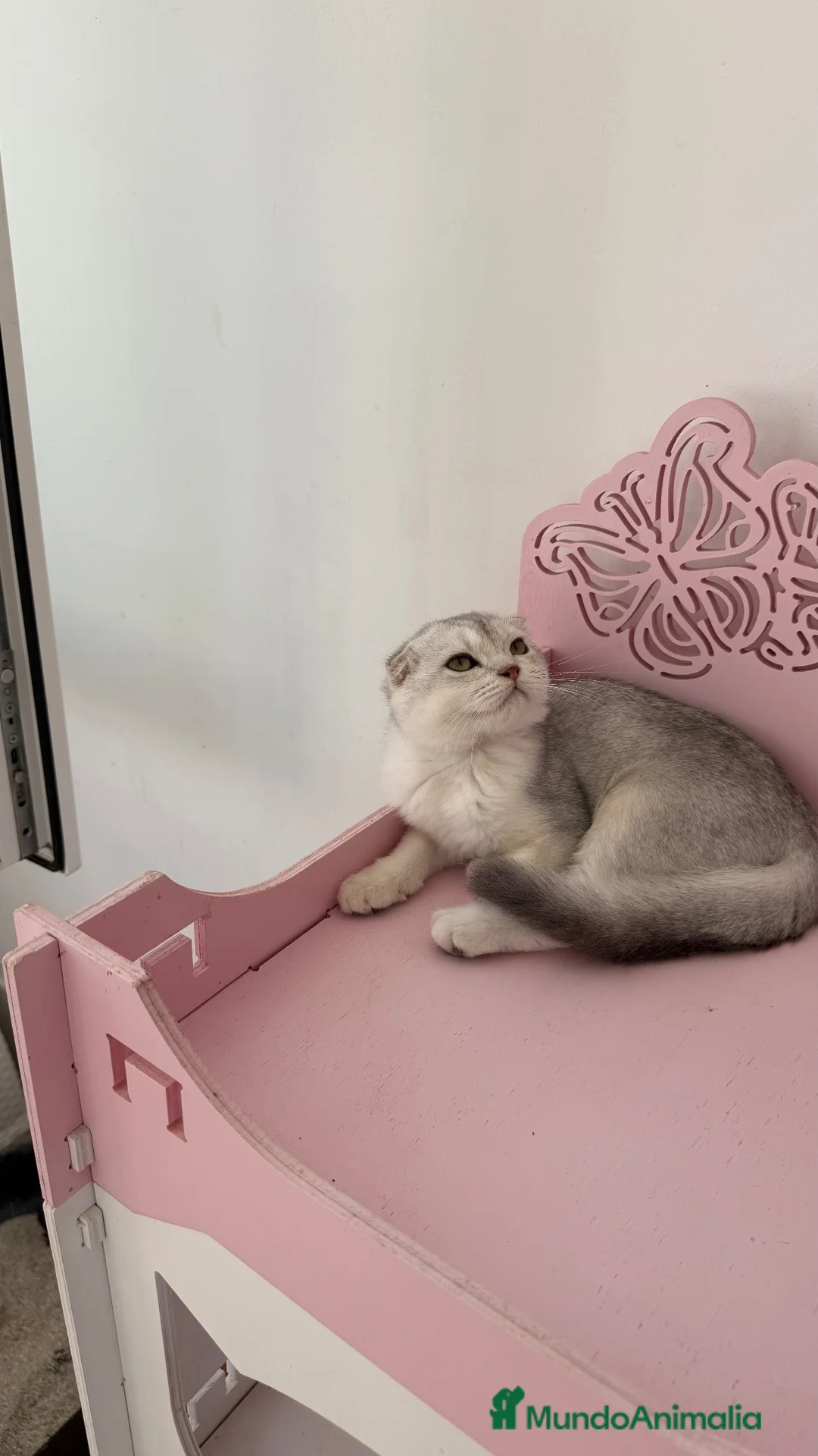 Scottish Fold gatos en venta: Scottish fold  - Anuncio 3