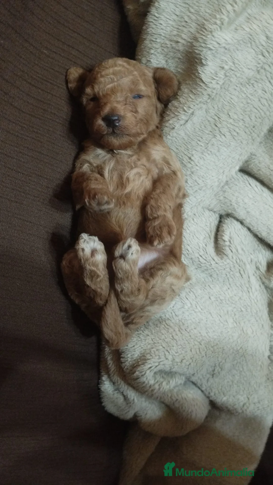 Caniche Toy perros en venta: CANICHE TOY - Anuncio 2