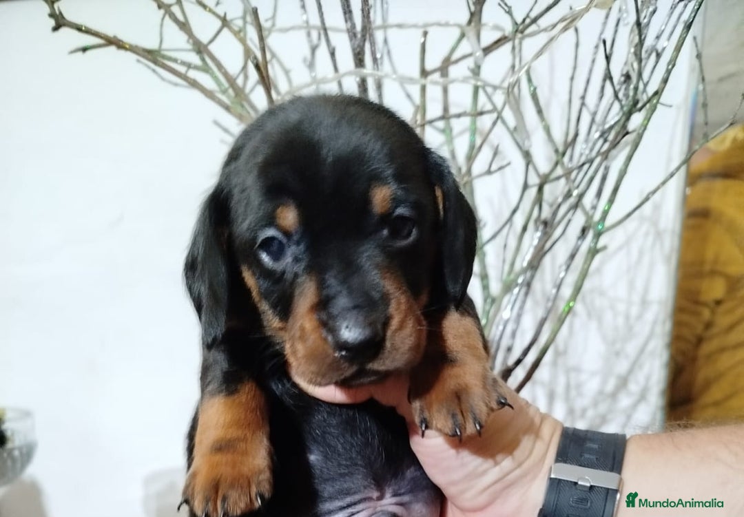 Teckel perros en venta: Teckel Mini - Anuncio 1