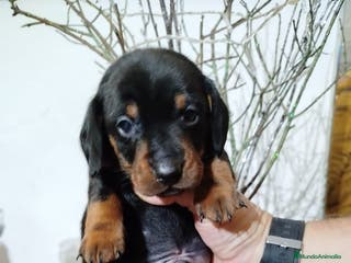 Teckel perros Teckel Mini - Anuncio 5