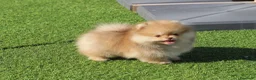 Pomerania perros en venta: Lulú de pomerania toy - Anuncio 3