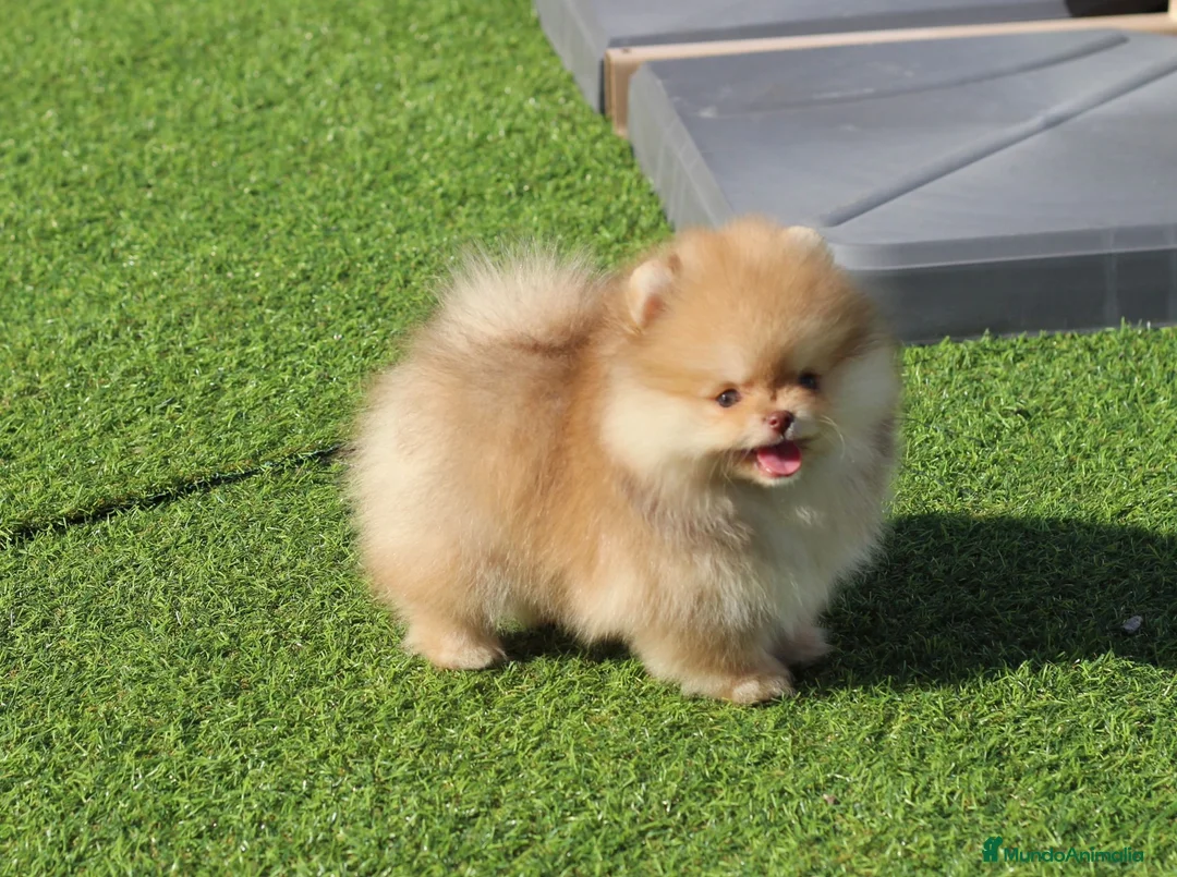 Pomerania perros en venta: Lulú de pomerania toy - Anuncio 3